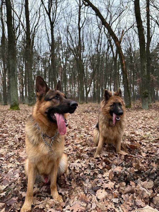 Щенята німецької вівчарки