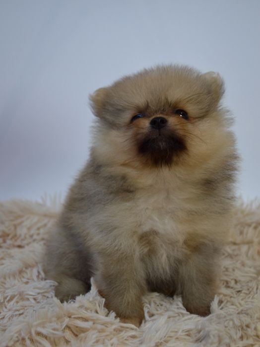 Чудові міні шпіцулі