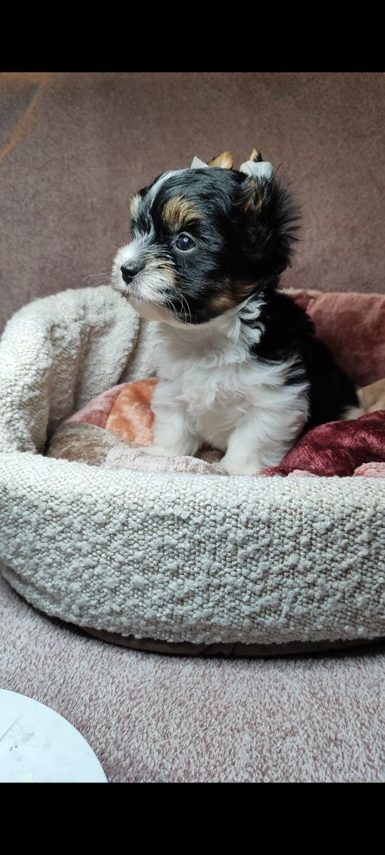 Yorkshire terrier biewer piesek