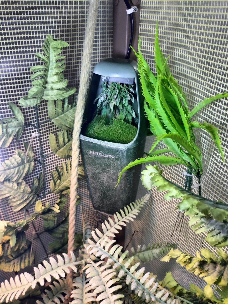 Terrarium kameleon