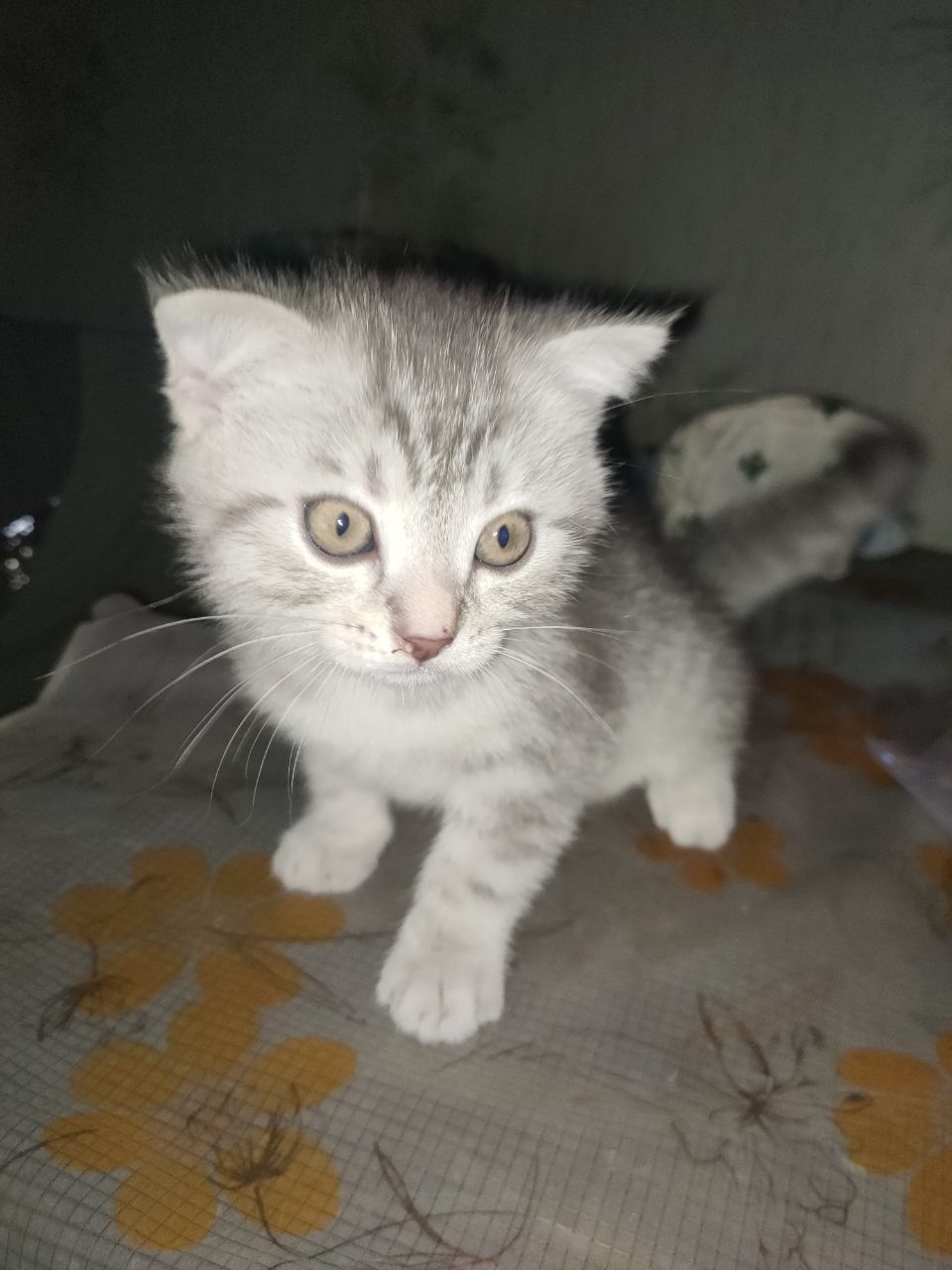 Продам шотландських кошенят
