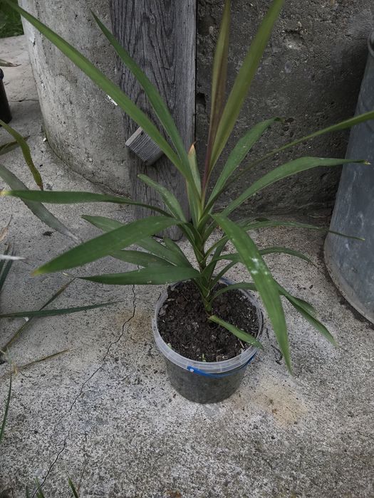 Вазон Пальма кімнатна