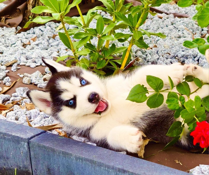 Szczeniak Siberian Husky rodowód ZKwP FCI Champion Puppy Pedigree