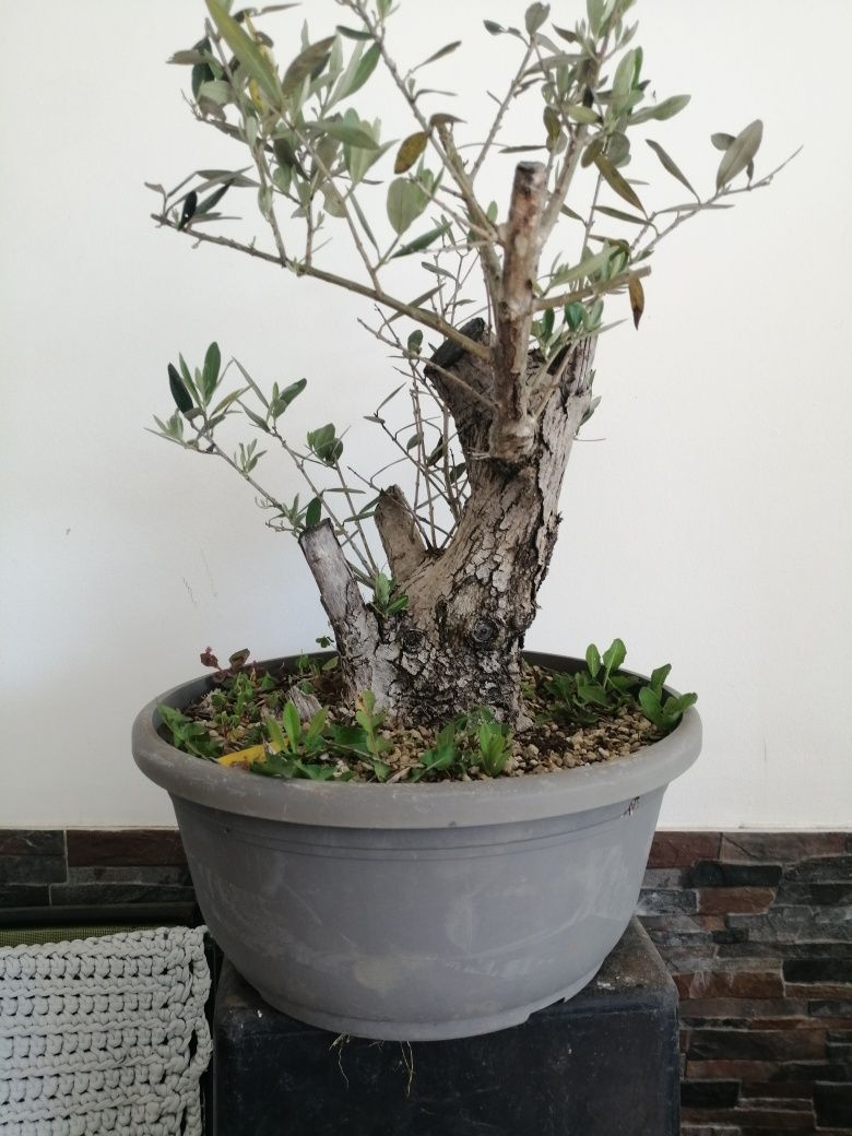 Bonsai Oliveira 40cm