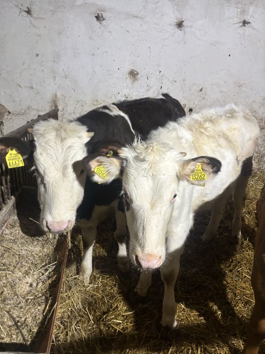 Jałówki mięsne * 200 kg * 130 kg *