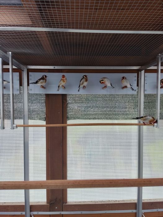 Szczygły Syberyjskie Major