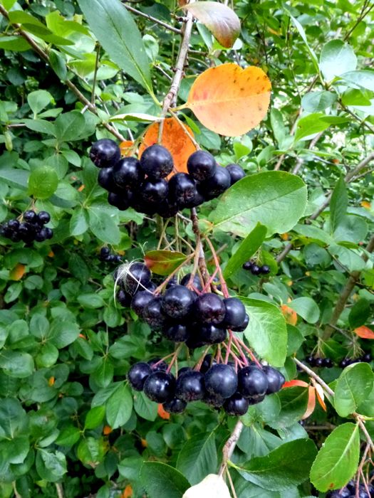 C1 Aronia melanocarpa 100 cm. zdrowe owoce