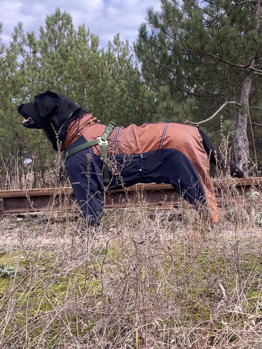 Мальчик-красавчик Лабрадор. Вязка