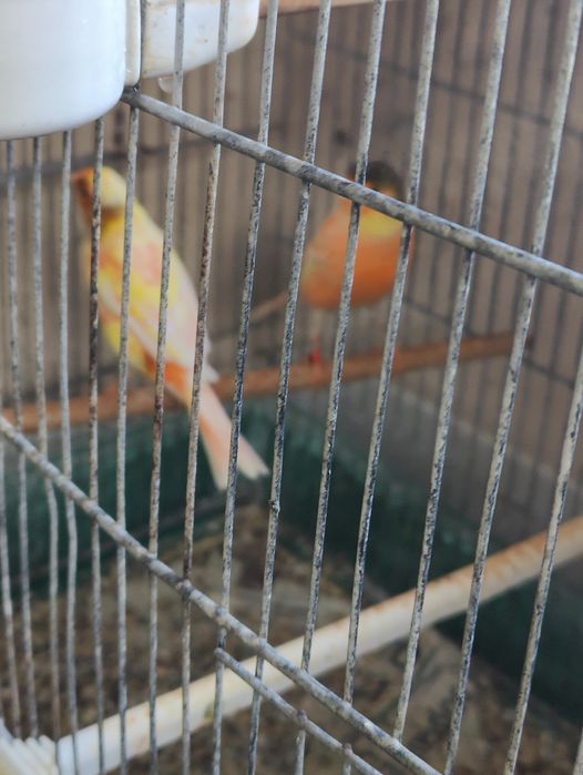 Canárias para ceder