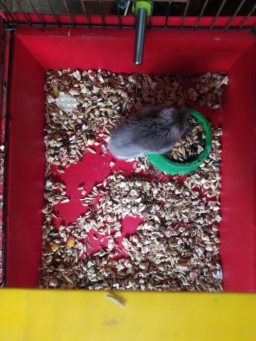 Джунгарский хомяк