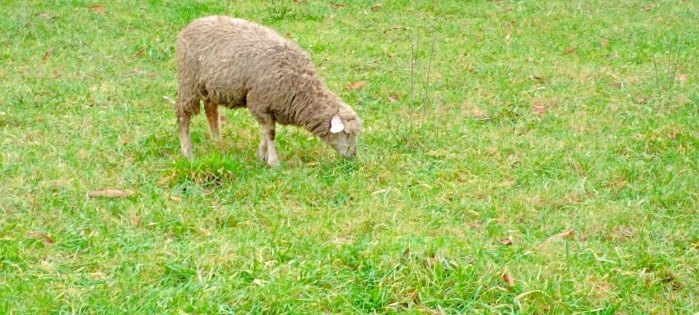 Ovelhas ille de France e borregas puras e cruzadas