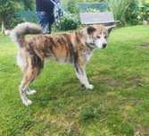 Akita Inu -dorosła suczka