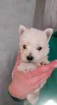 West white highland terrier piesek