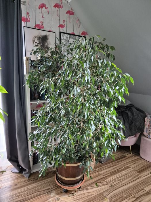 20 letni benjaminek