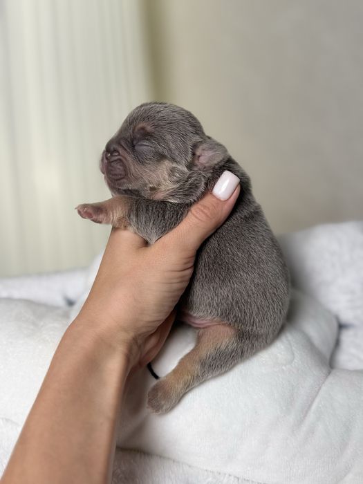 Buldog francuski lilac tan piesek