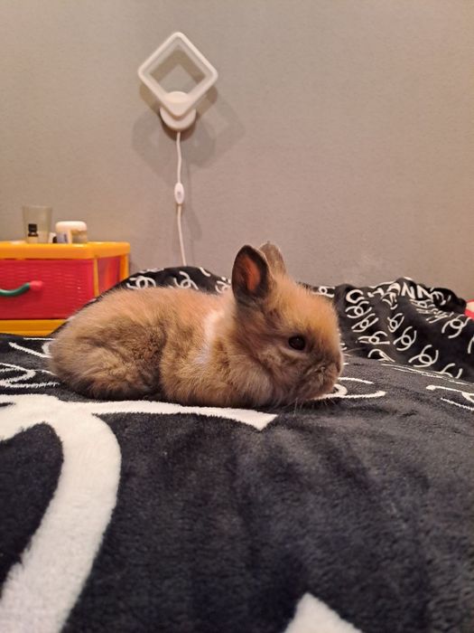 Декоративні кролики