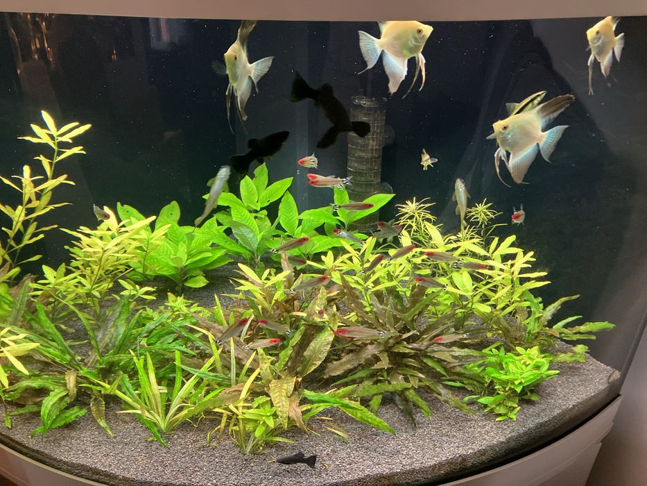 Akwarium Juwel Trigon 190 naroznikowe komlet szafka