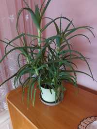 Aloes drzewiasty (Aloe arborescens)