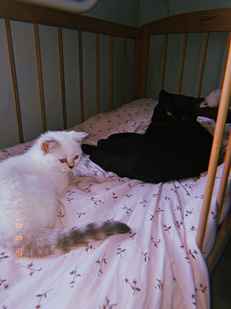 Котенок девочка 4 мес
