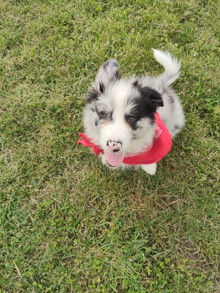 Border collie chłopiec Blue -merle nr 1/GOTOWY DO ODBIORU/genetyka