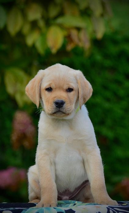Labrador retriever