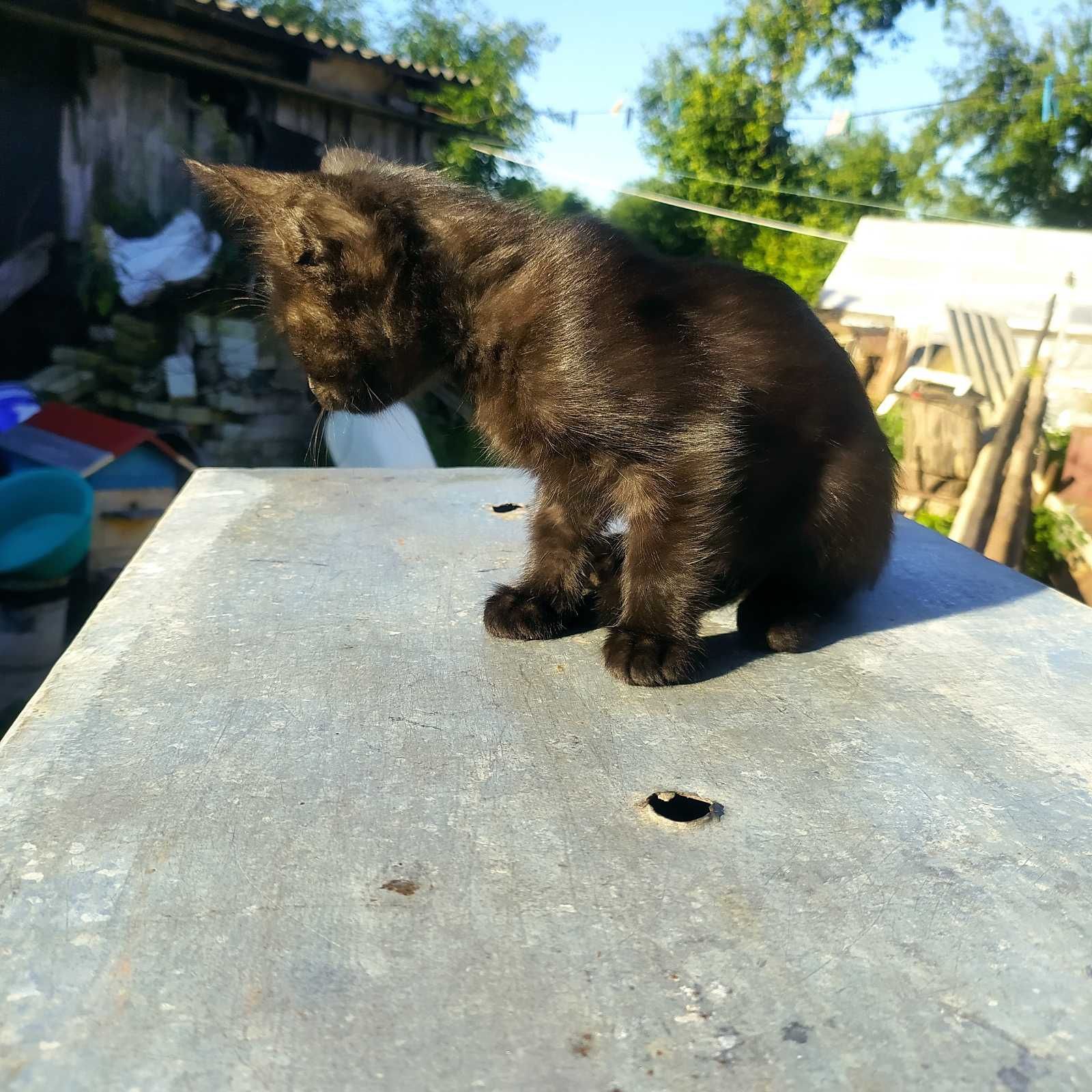 Котята дівчата та мальчики
