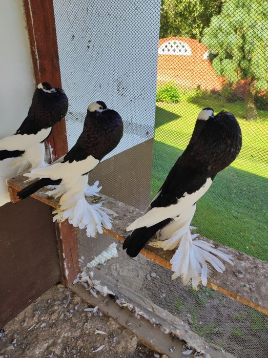 Sprzedam gołębie garłacze czeskie