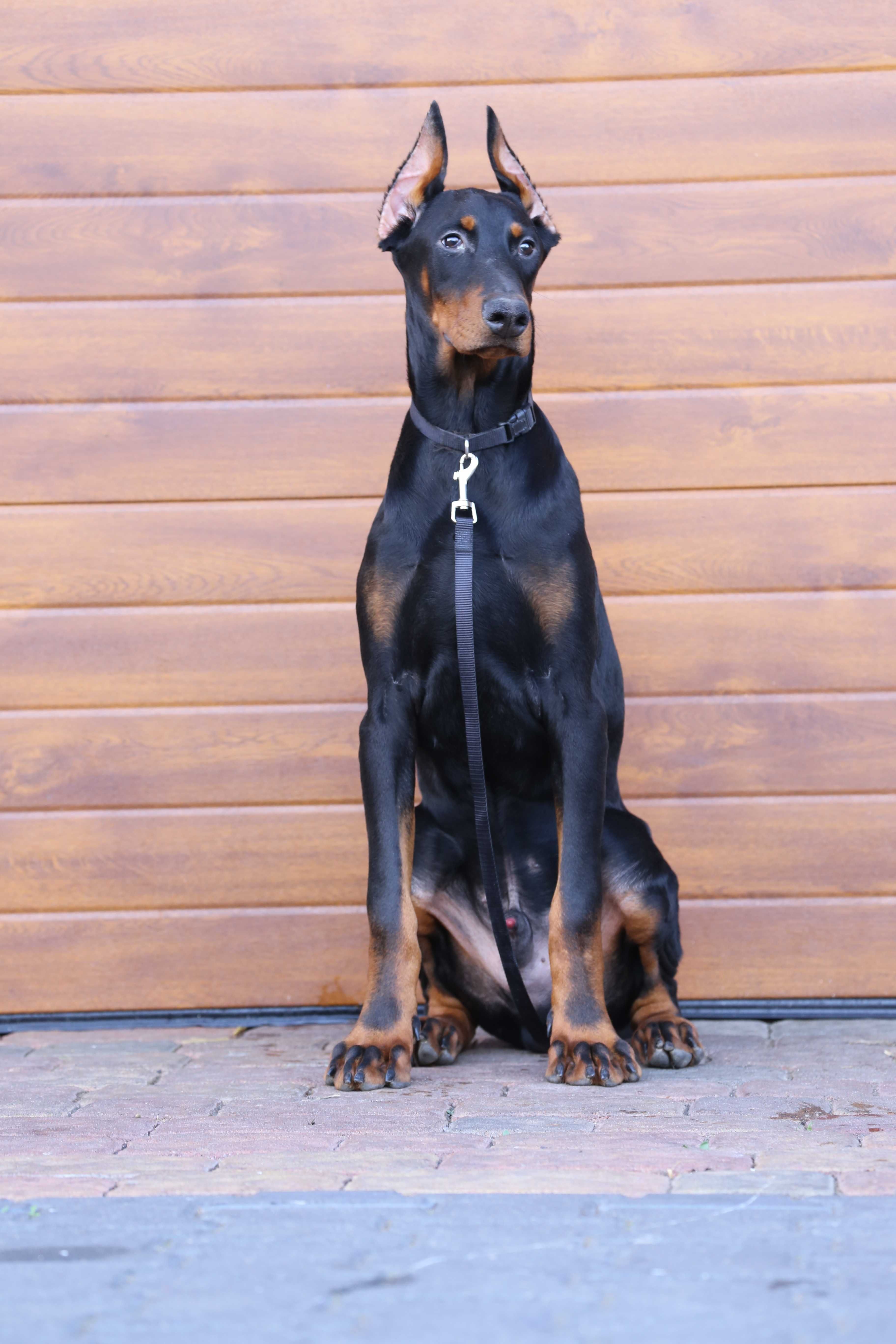 Szczeniak Doberman Czekoladowy