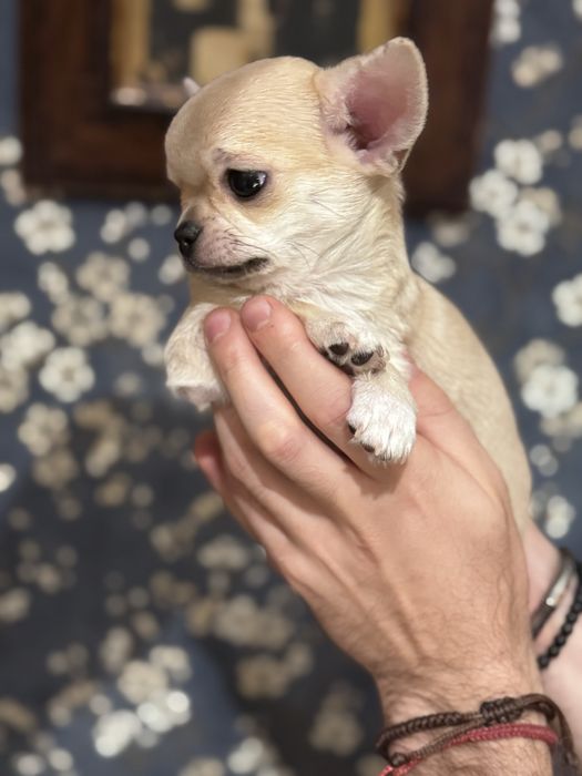 Chihuahua krótkowłosy