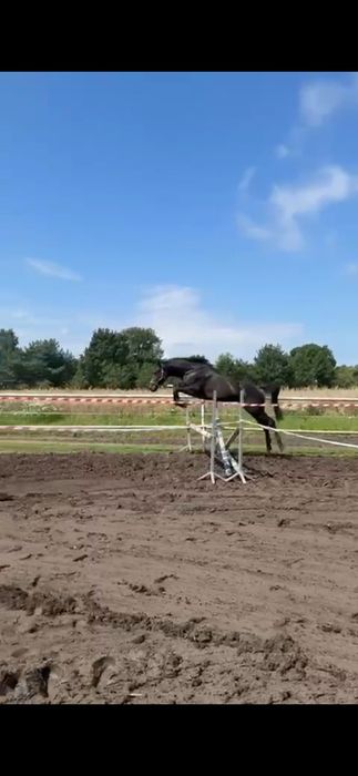 3-letni ogierek rasy Zangersheide po QUERIDO VG Z