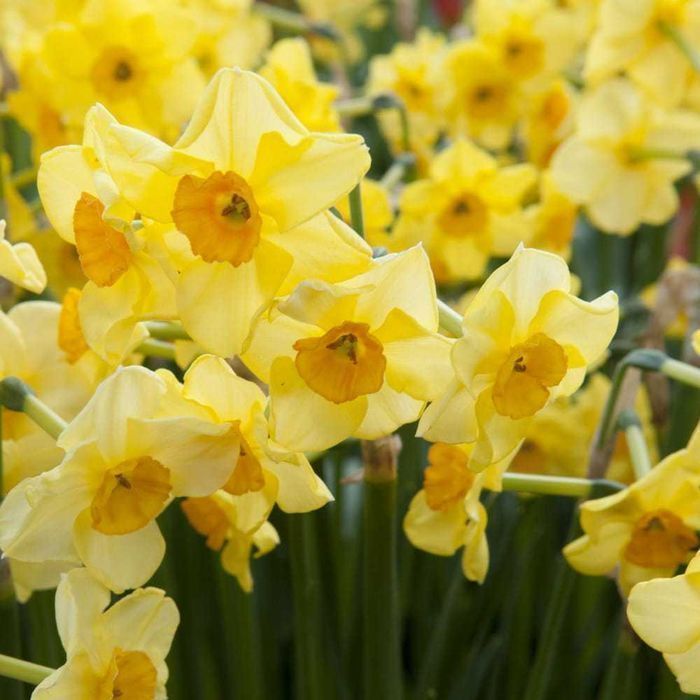 DUŻE cebulki Żonkil Narcyz 20 szt cebule Narcyzów Żonkili Żółte mix