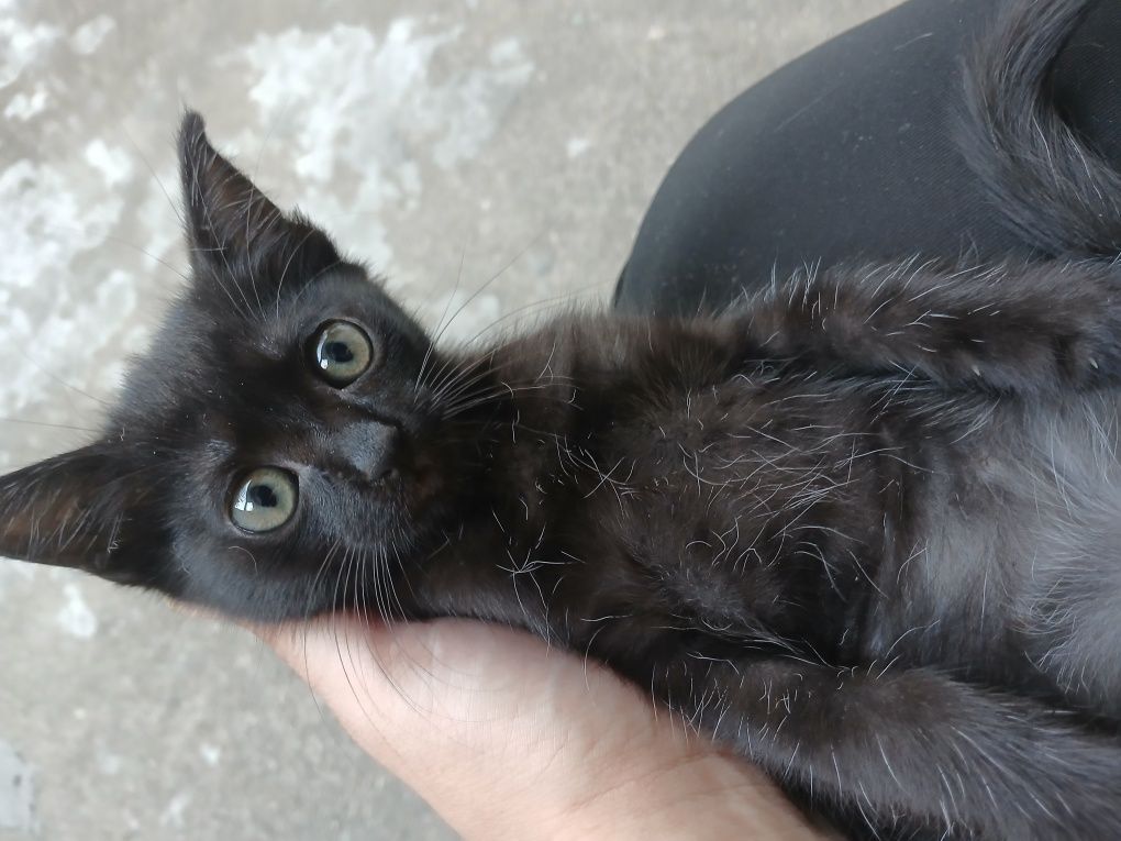 Dou gatinhas 3 meses