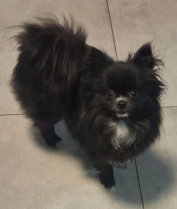 Szpic miniaturowy pomeranian sunia
