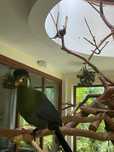 Sprzedam turaco białouche