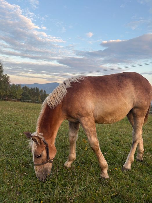 Źrebica zimnokrwista