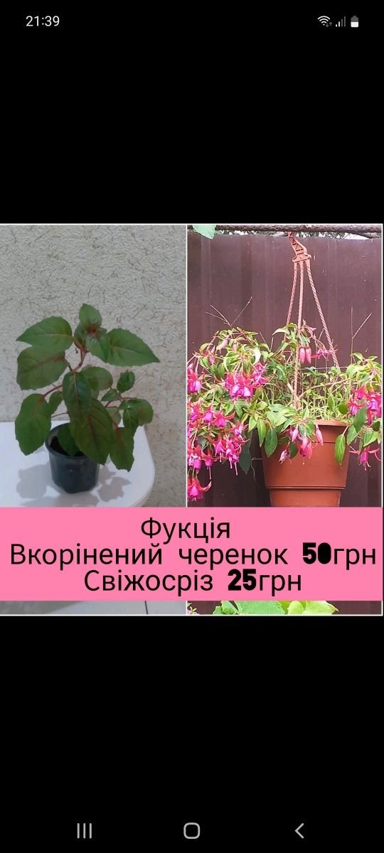 Різноманітні кімнатні квіти