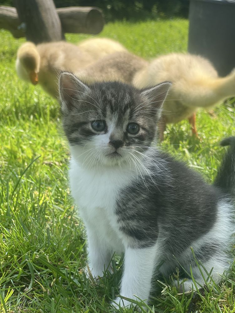 4 koty do adopcji