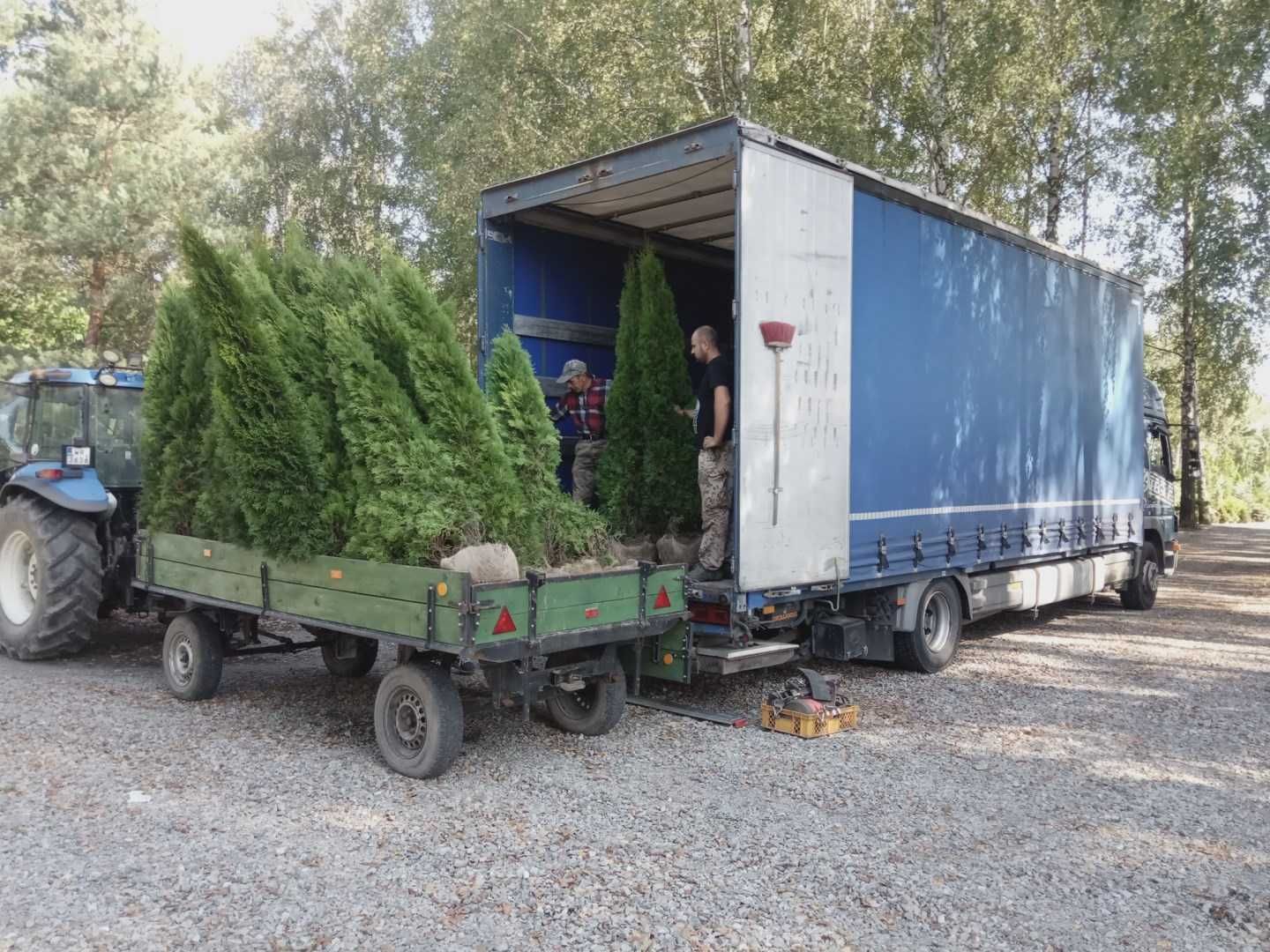 tuja SZMARAGD 220cm smaragd PRODUCENT gatunek PIERWSZY sadzenie TRANSP