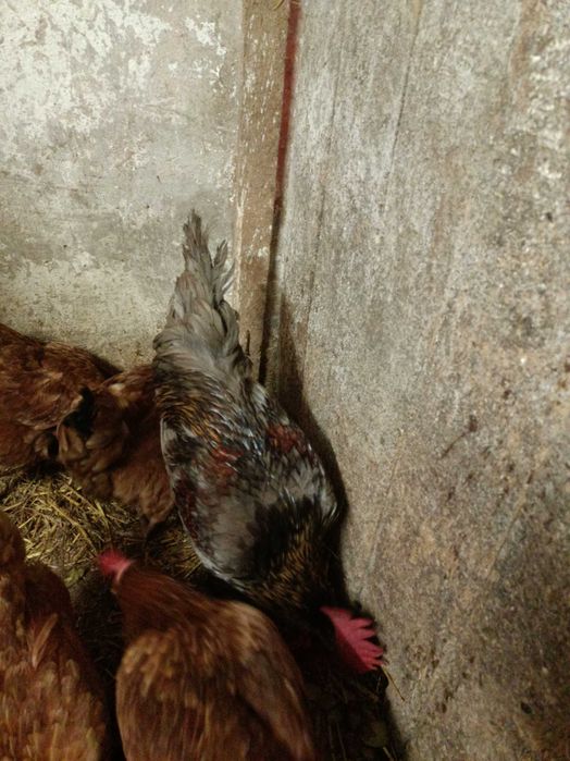 Sprzedam koguta srebrnego