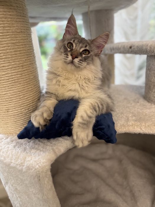 Мейн Кун гигант котенок