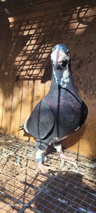 Gołębie staropolskie