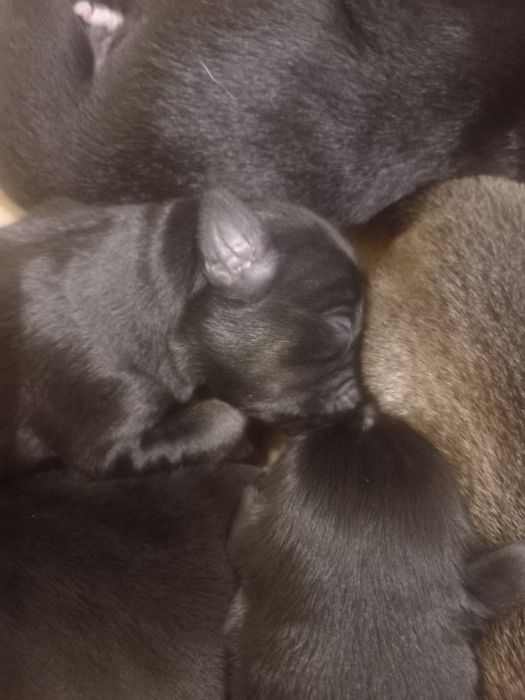 Zostały dwa pieski do oddania