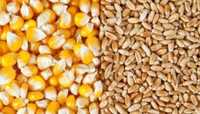 Продам кукурудзу і пшеницю