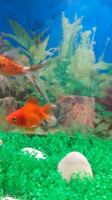 Peixes Quinguios e Cometa