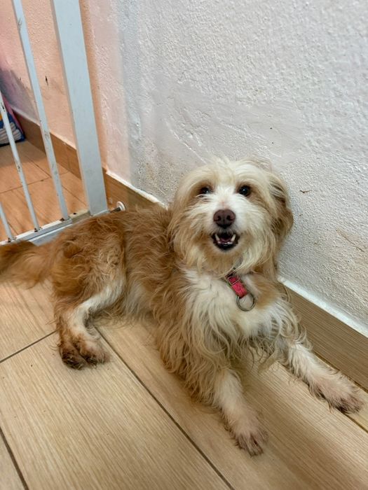 Adoção cadela - rafeira