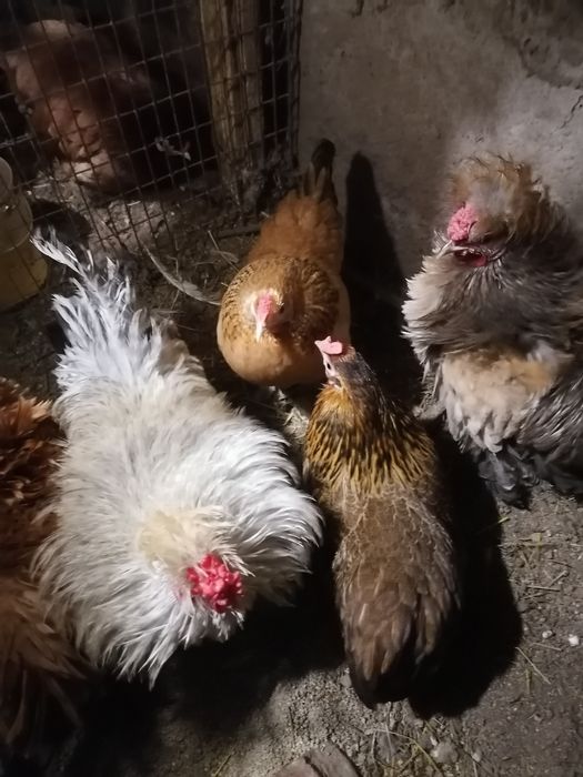 Куры корольки помеси выставочный пород