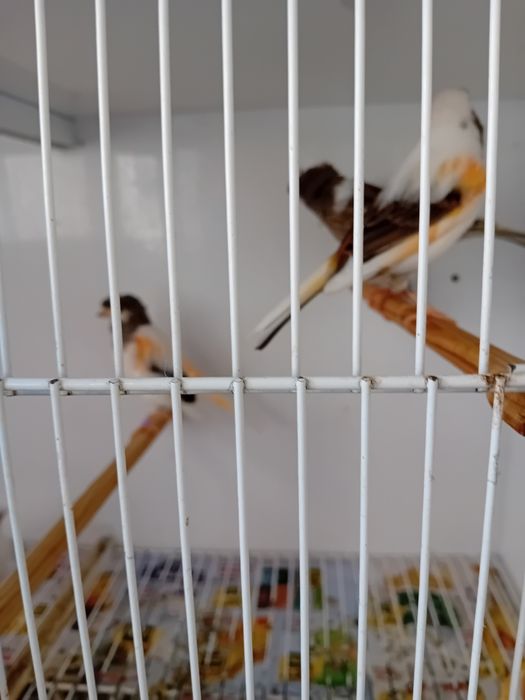 Canários Alecrim Português