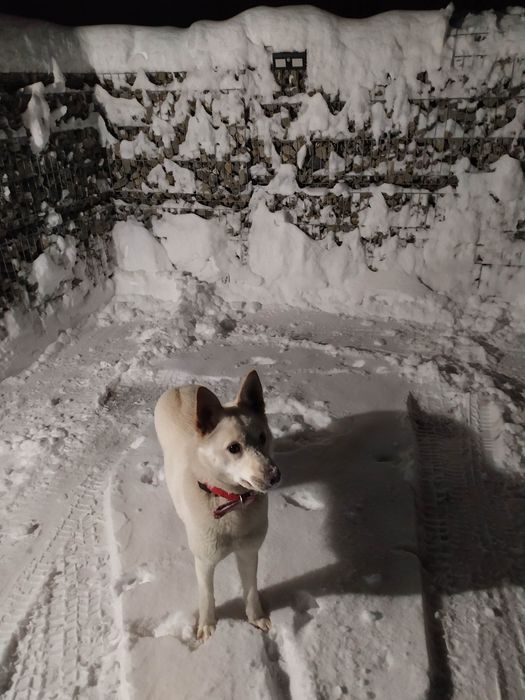 Piesek haski do adopcji