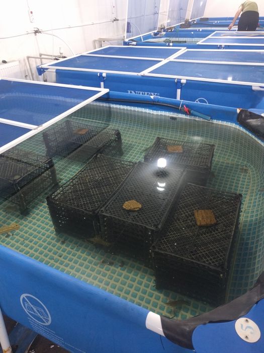 Комплект обладнання Новий для вирощування креветки Макробрахіум Розенб