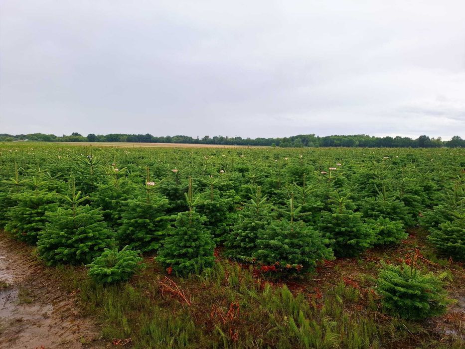 Jodła Kaukaska w donicy PREMIUM 100-125 cm/cięta od Tuchoinki.pl